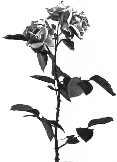 HYBRID PERPETUAL ROSE