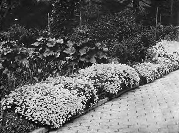 A BORDER OF CREEPING PHLOX