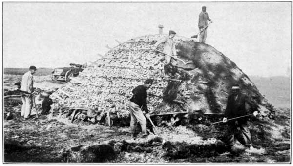 A Stack Nearly Completed at the Pennsylvania Experiment
Station