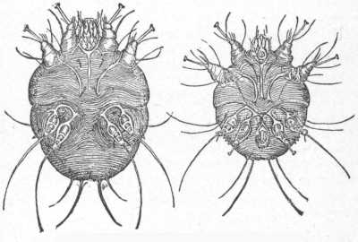 FIG. 77.  FIG. 78.