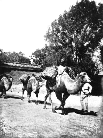 Camel caravan