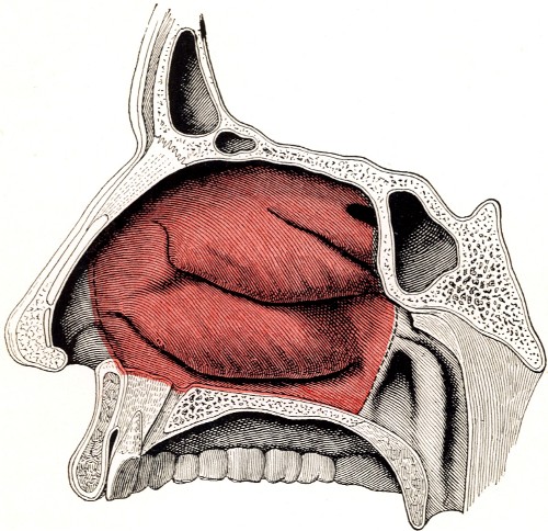 PLATE III