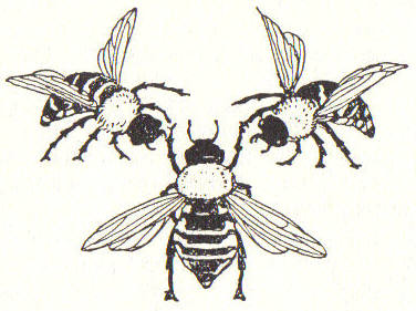 Bees