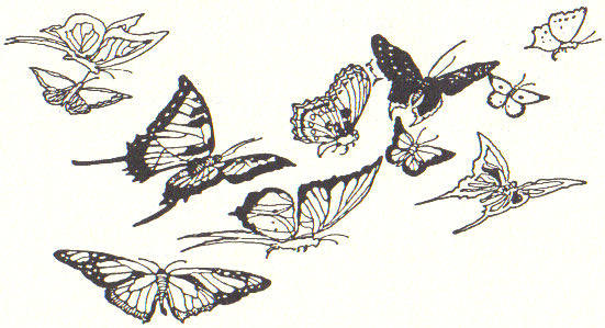 Butterflies