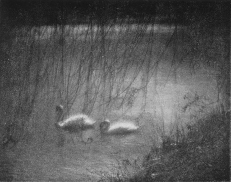 SWANS, By G. Houson Payne, Jr., Baltimore, Md.