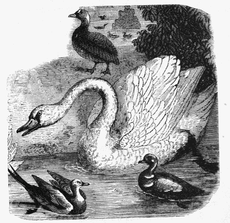 swan