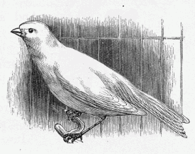 canary