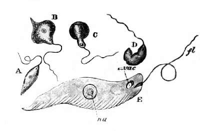 Fig. 9