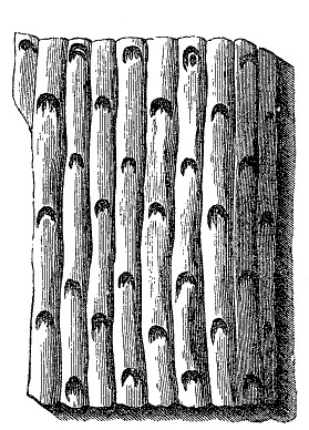 Fig. 30.