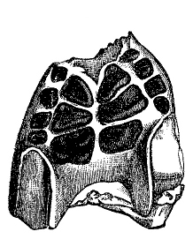 Fig. 60.