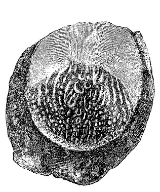 Fig. 99.