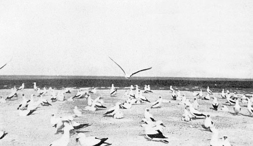 BOOBIES OF ISLA DE LA MUERTE IN THE CARIBBEAN SEA