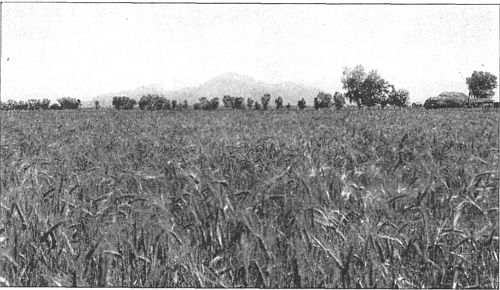 The desert after irrigation.