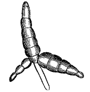 Fig. 52.