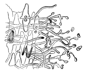 Fig. 88.