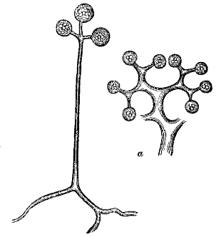 Fig. 31.