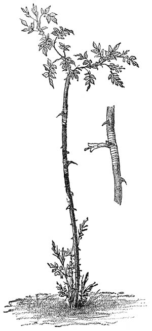 Fig. 33. Veredelde wildstam.