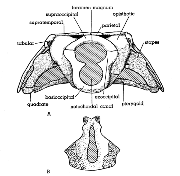 Fig. 5. Hesperoherpeton garnettense Peabody, KU
10295, × 4. A, occipital view of skull; B, basioccipital
bone in dorsal (internal) view.