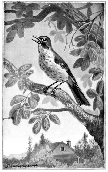 SINGING HIS WAY DOWN TO US—THE HERMIT THRUSH