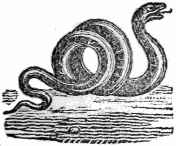 serpent