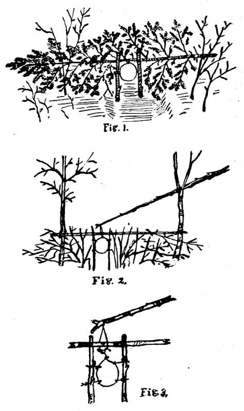 TRAIL SET SNARES.