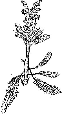 [Pedicularis flammea]