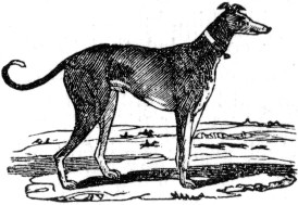 Gilert the Greyhound.