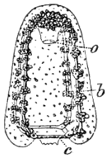 Fig. 121. Free Medusa of Velella; a proboscis, b chymiferous tube, c circular tube. (Agassiz.)