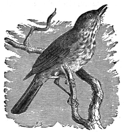 Hermit-Thrush.