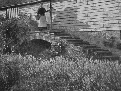 Lavender Hedge and Steps to the Loft.