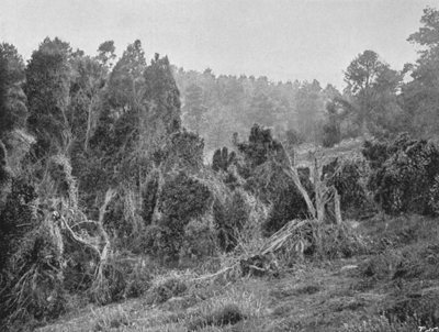 Wild Junipers.