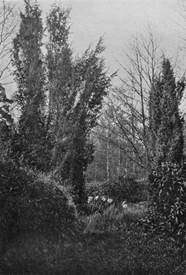 Daffodils among Junipers where Garden Joins Copse.