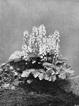 Tiarella cordifolia.