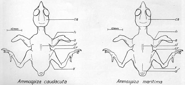 Drawings of the nestlings of the two species.