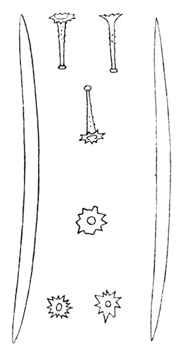 Illustration: Fig. 25.—Spicules of Tubella vesparioides (from
type specimen).  240.