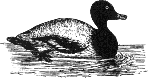 Scaup