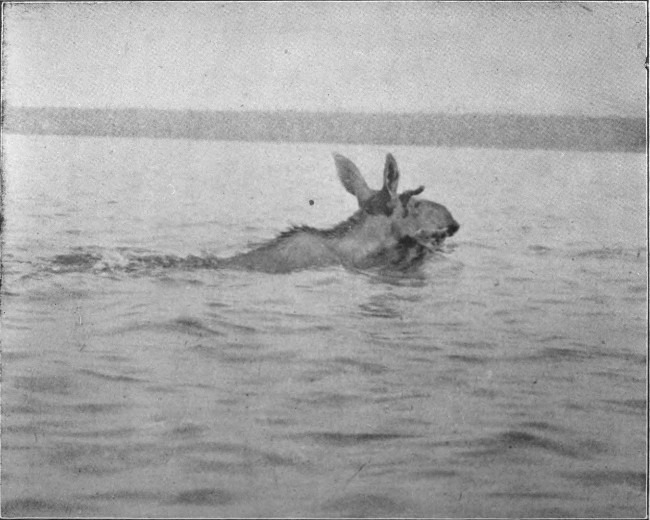 SPIKE-HORN BULL SWIMMING MUD POND.

(West Branch Waters.)

Photographed from Life.