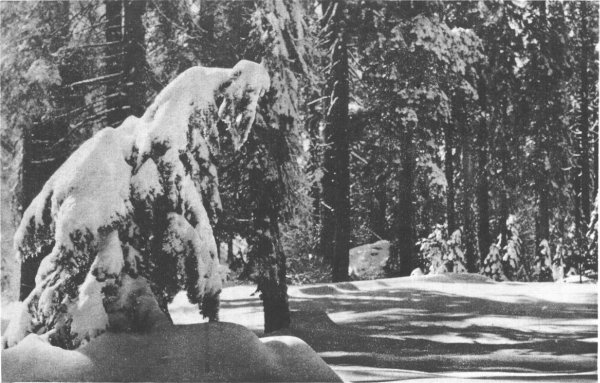 WINTER SCENE IN GENERAL GRANT NATIONAL PARK