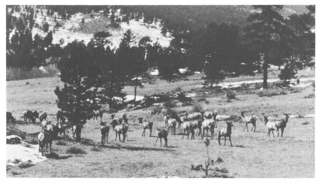 Elk Herd Grazing In Park Meadow