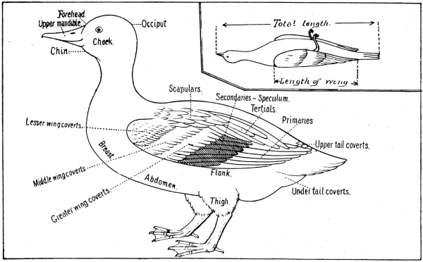 Bird Anatomy