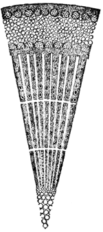 SECTION OF WOOD. MAGNIFIED 50 DIAMETERS.