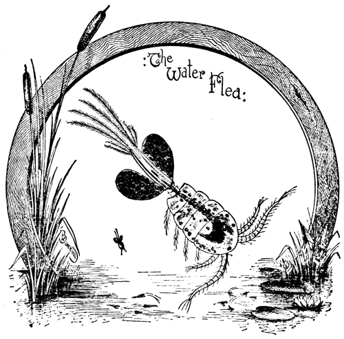 FIG. 2. CYCLOPS QUADRICORNIS. MAGNIFIED 20 DIAMETERS.