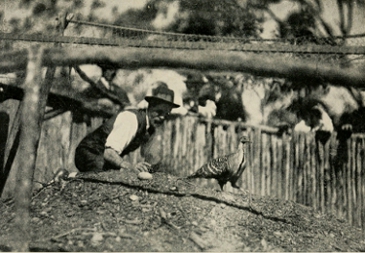 

BELLCHAMBERS AND THE MALLEE FOWL. "GET ALONG WITH YOU, DO!"