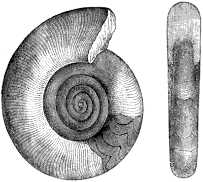 Fig. 34