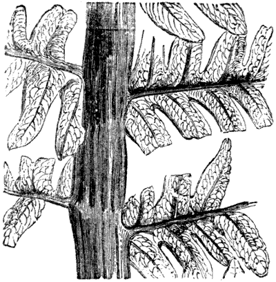 Fig. 50