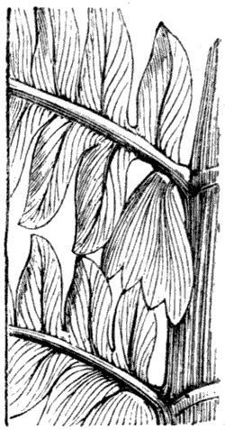 Fig. 51