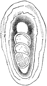 Fig. 60