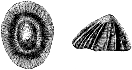 Fig. 87