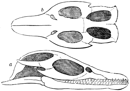 Fig. 101