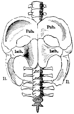 Fig. 103